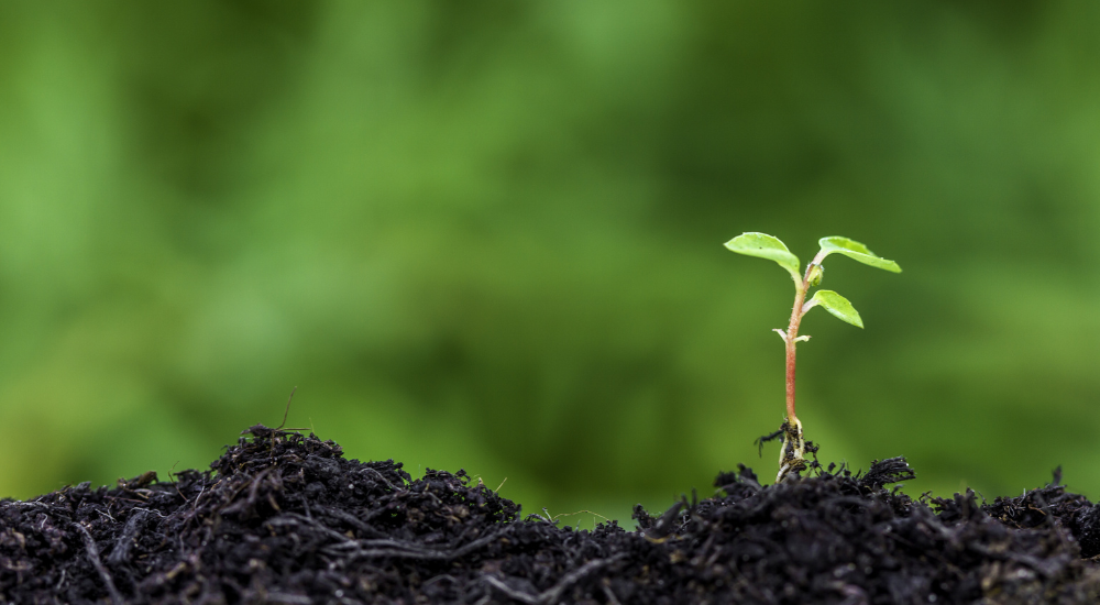 Get a head start on franchising in the New Year